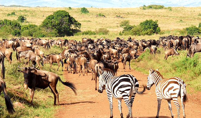 3 Days Masai Mara & Lake Naivasha Safari